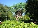 Click image for larger version

Name:	tree.jpg
Views:	880
Size:	92.4 KB
ID:	1591
