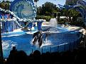 Click image for larger version

Name:	manydolfin.jpg
Views:	860
Size:	49.4 KB
ID:	1604