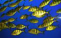 Click image for larger version

Name:	yellow fish.jpg
Views:	650
Size:	34.0 KB
ID:	1610